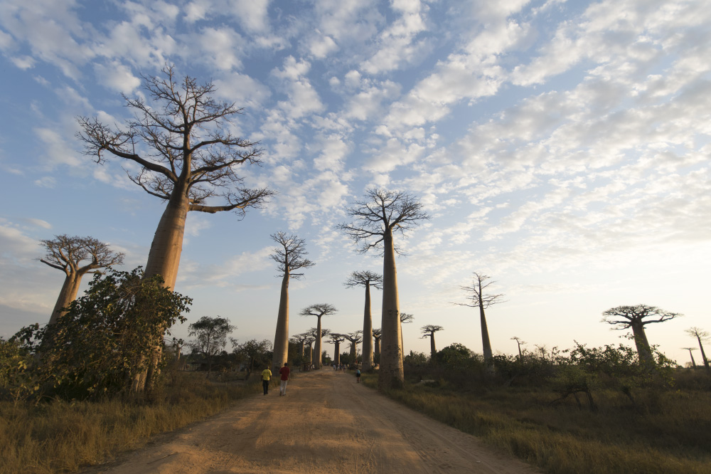 this flower is scorched