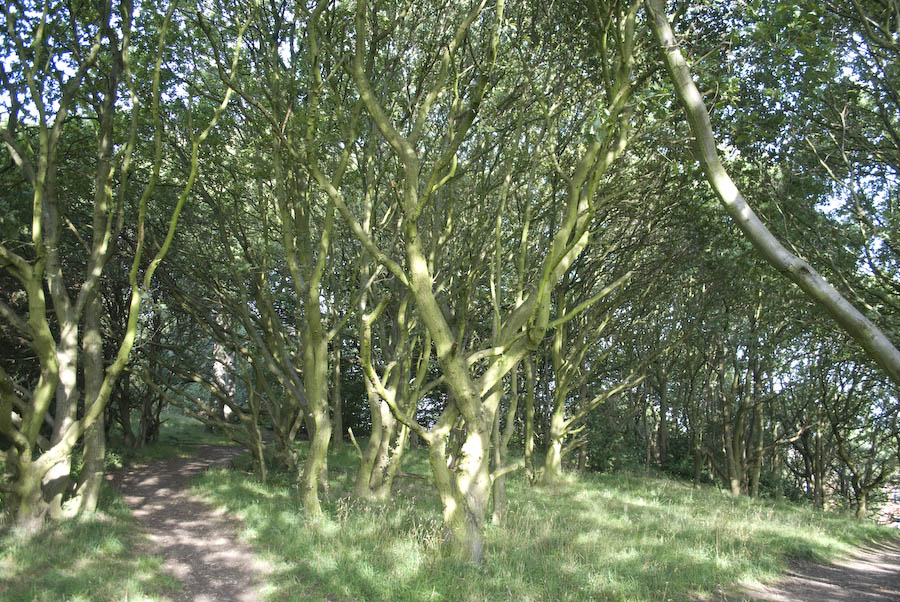 twisted trees