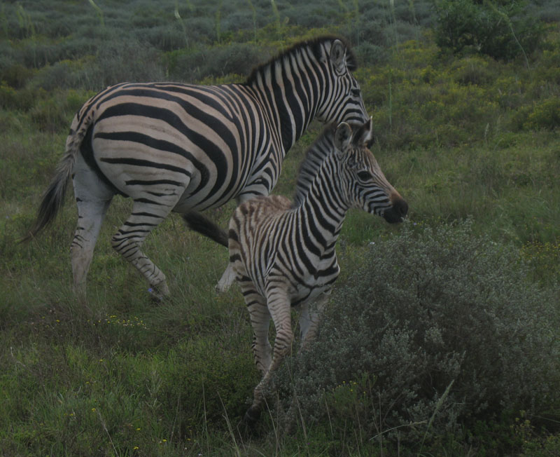 two zebras