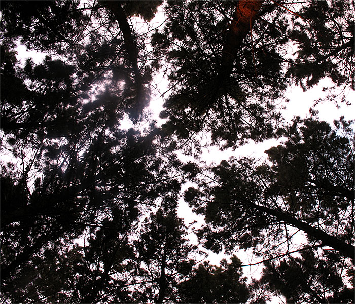 web of trees