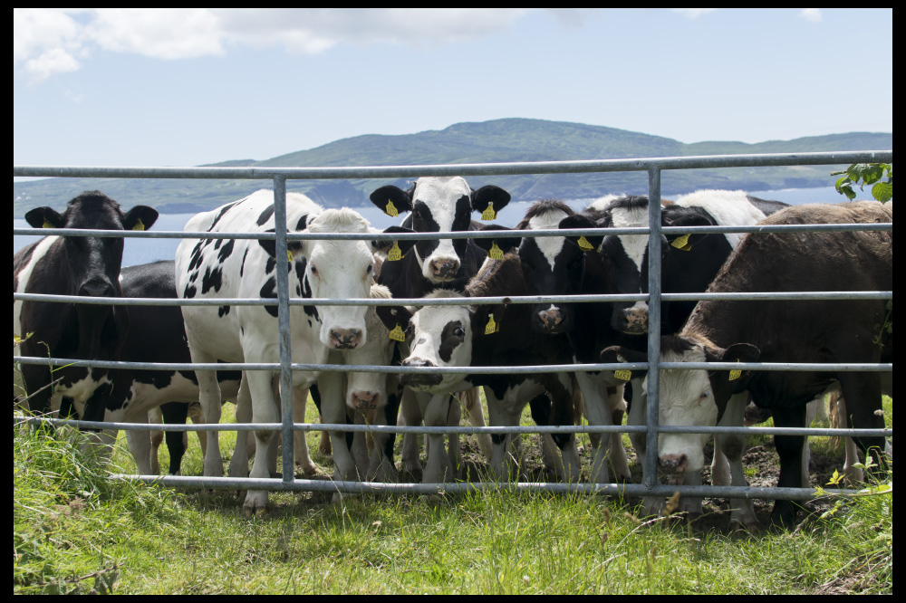 welcome to the jungle